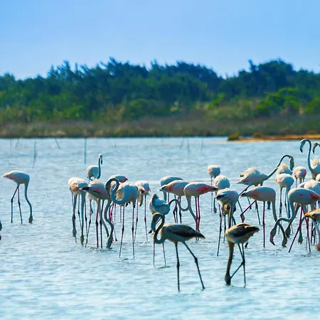 Corfu Poulos Astrakeri