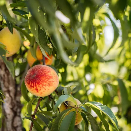 Corfu Poulos شقة *