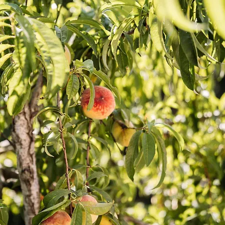 Corfu Poulos * Astrakeri